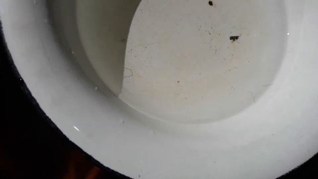 Червячки в аквариуме. Что это? Опасно ли это для обитателей аквариума? Кто знает пишите в вайбер смотреть онлайн