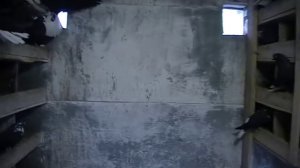 Николаевские голуби черные белохвостые   светлоносые.