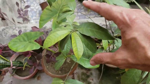 Pride of India Pruning with cuttings tips and Canna Lily Pruning for new flowers at Asim Garden смотреть онлайн