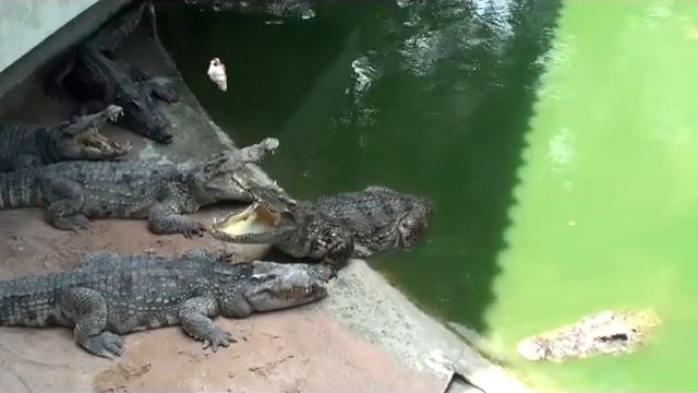 Кормление крокодилов. Feeding the crocodile смотреть онлайн