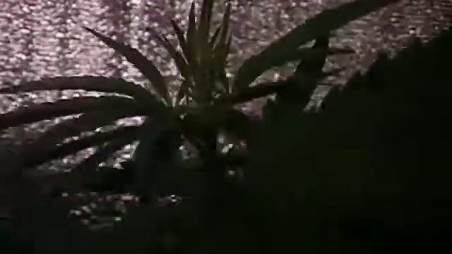 Sweet Weeds вегетативный рост смотреть онлайн