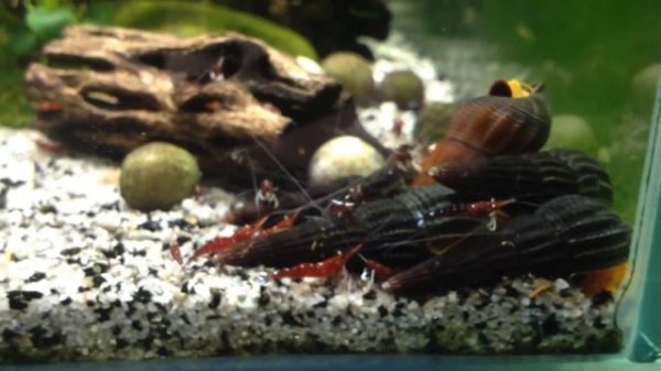 Креветка Кардинал (Cardinal Shrimp/Caridina Dennerli)