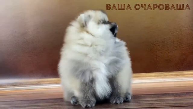 Шпиц Линды смотреть онлайн