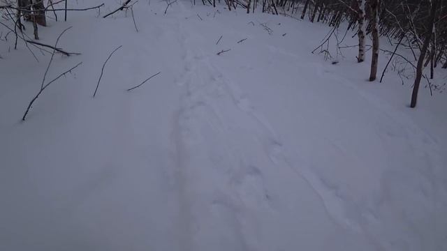 Охота на бобра проходными капканами. смотреть онлайн
