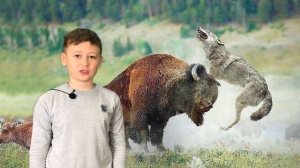 Интересные факты о зубрах!