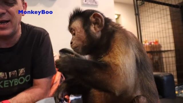 Monkey Boo Eats Mushrooms for the First Time! смотреть онлайн