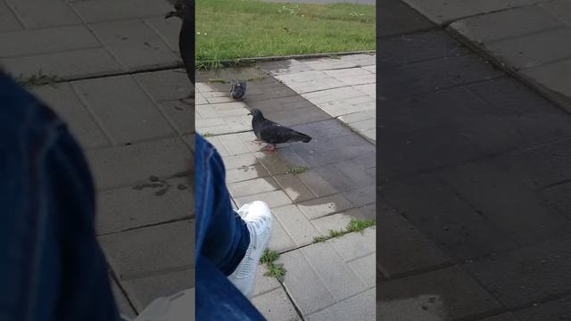 Спокойствие -это самое важное! смотреть онлайн