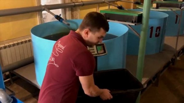 Большие самки клариевого сома | CatFish