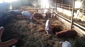 Содержание свиней. Глубокая подстилка