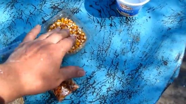 Что сделать с семенами АРБУЗОВ, ДЫНЬ и КУКУРУЗЫ перед посадкой смотреть онлайн