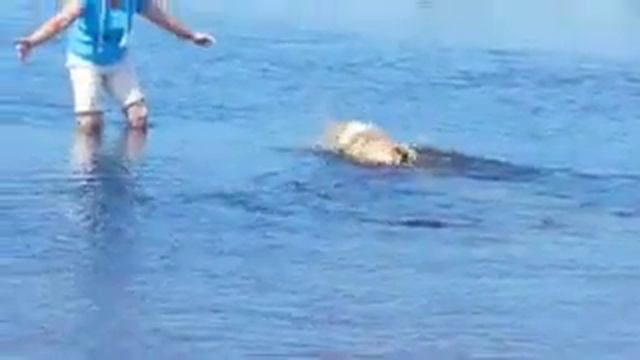 Щенок колли купается смотреть онлайн