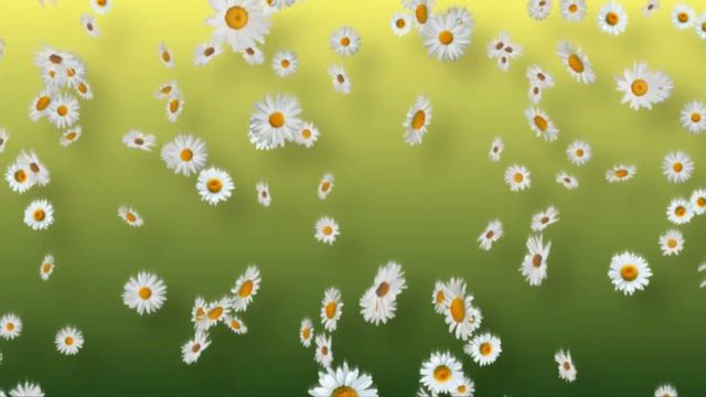White Daisies Springtime Background Loop смотреть онлайн