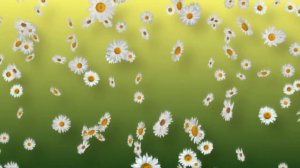White Daisies Springtime Background Loop
