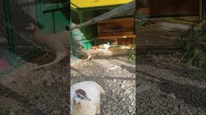 Лайфхак.   Обустройство   вольера  для павлина.