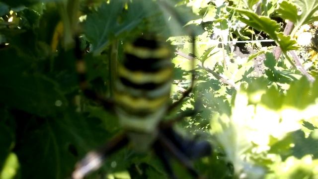 ПАУК-ОСА и паутина, видео как паук ест муху. смотреть онлайн