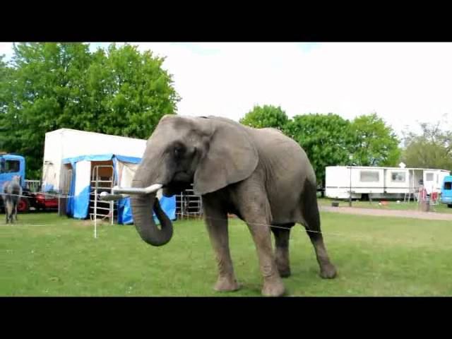 Malmo Circus 2012 05 16 смотреть онлайн