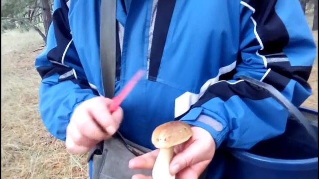 Гриб белый завершение сезона смотреть онлайн