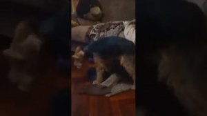 Приступ непроизвольной двигательной активности у собаки (пароксизмальная дискинезия у фокстерьера)