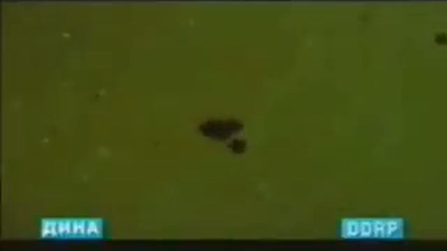 Гр.Эхсон  Нашьаманди