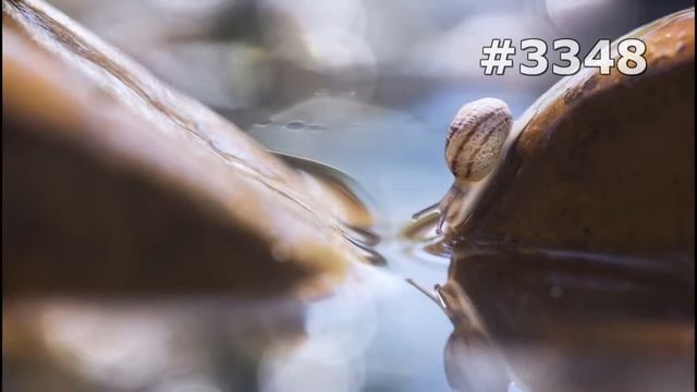 #3348. Улитки (В мире животных) смотреть онлайн