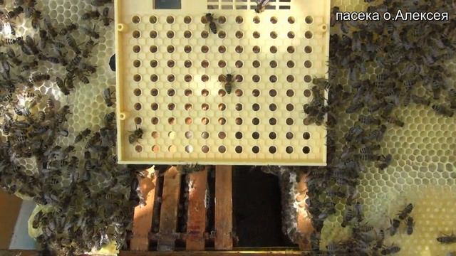 Китайский НИКОТ. Подсадка матки. часть 2. смотреть онлайн