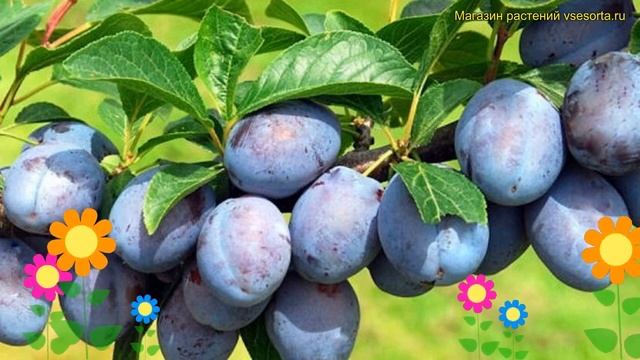 Слива домашняя Синичка. Краткий обзор, описание характеристик, где купить саженцы prunus domestica смотреть онлайн