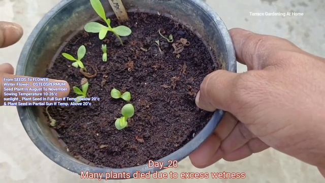 Osteospermum Plant From Seeds To Flower Update / Osteospermum Plant From Seeds How To Grow смотреть онлайн
