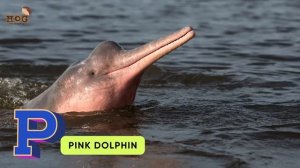 ABC Sea Animals song | Alphabets Kids song | Learn Alphabets, English and Animals for Kids #abcd