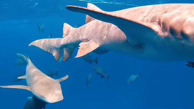 Maldives Kaani Tours Real Break 20190226 смотреть онлайн