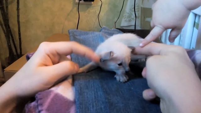 Ориентальный котёнок смотреть онлайн