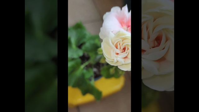 제라늄 메디펄로즈 등 смотреть онлайн