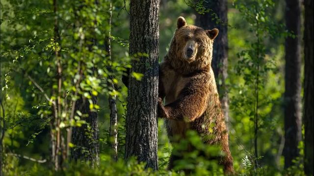 Ветка дуба хрустнула, и я попятилась назад Там, вдали показалась огромная тёмная фигура  Кто же это