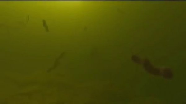 Жизнь внутри нас