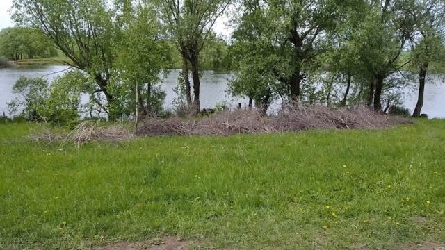 Прогулка по роще у Казённого пруда г.Лукоянов 26.05.2019г. смотреть онлайн