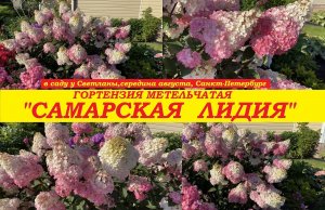 Гортензия Самарская Лидия в середине августа в С-Петербурге.