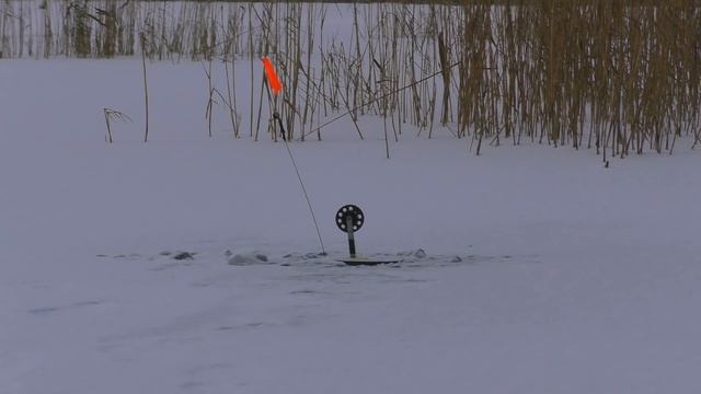 ПЕРВЫЙ ЛЁД 2021-2022! ЛОВЛЯ ЩУКИ НА ЖЕРЛИЦЫ В КАМЫШЕ. Размотка жерлиц крупным планом смотреть онлайн