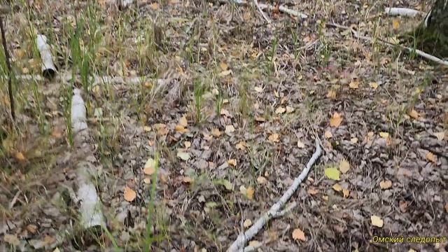За опятами в 2022 году.Омск смотреть онлайн
