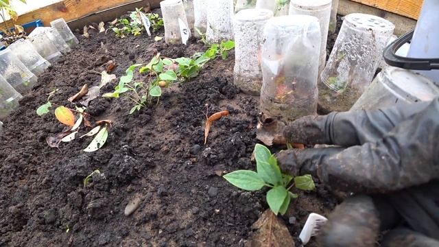 Осеннее черенкование клематиса. смотреть онлайн