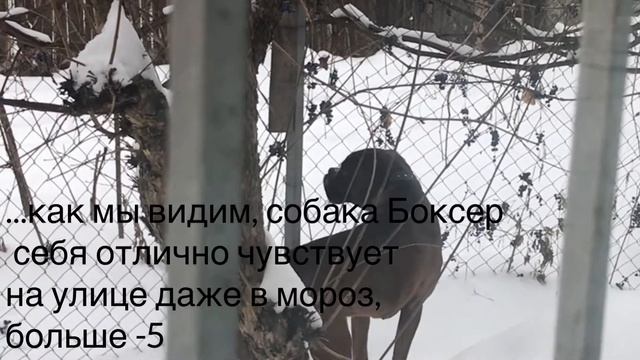 VLOG: Охрана дачи, дома?собакой боксер как в майнкрафт смотреть онлайн