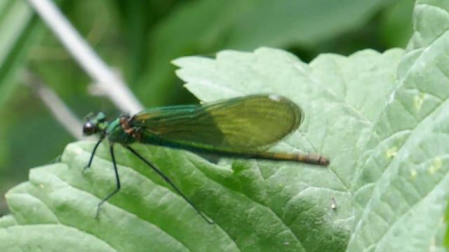 Р.Кундрючья_Прохоровка_18.05.2024 смотреть онлайн