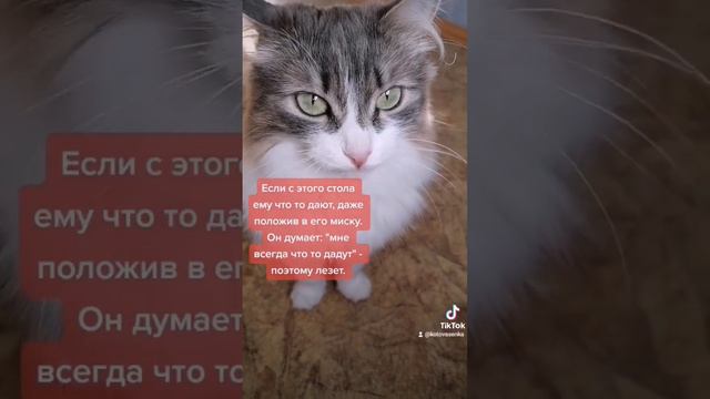 кот лезет на стол когда я ем, что делать. смотреть онлайн