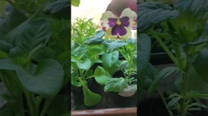 Обрезка виолы. Формируем пышный куст. Все для любимого сада?