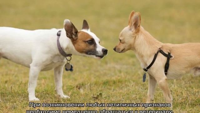 Советы для владельцев кошек и собак