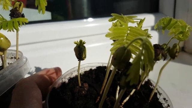 Тамаринд индийский - Индийский финик -Tamarindus Indica
