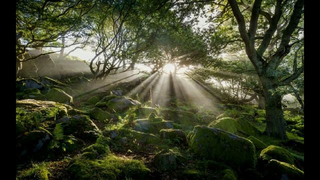 РЕЛАКС ЗВУКИ ПРИРОДЫ ПЕНИЕ ПТИЦ ВОЙ ВАЛКОВ КВАКАНЬЕ ЛЯГУШЕК МУЗЫКА ДЛЯ СНА