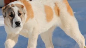 АЛАБАЙ ПРОТИВ МОСКОВСКОЙ СТОРОЖЕВОЙ