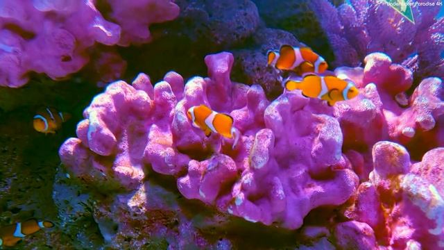 The Deep Blue Wonders 4K ? Exploring the Mysteries Of The Ocean - Relaxing Video with Calming Music смотреть онлайн
