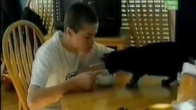 Забавные животные 1