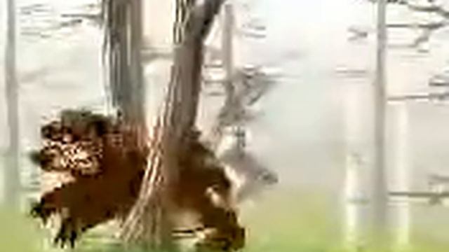 Заяц и медведь смотреть онлайн