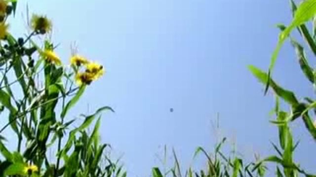 Мультик про кузнечика смотреть онлайн